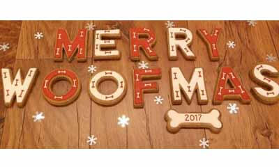 Win Christmas Treats for your Dog