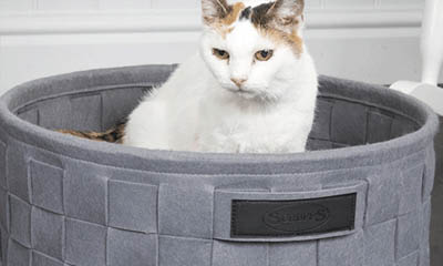 Win a Habitat Cat/Dog Beds from Scruffs