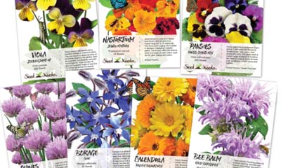 Free Airwick Wildflower Seeds Sachet