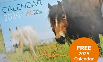 Free Mare and Foal Sanctuary Wall Calendar