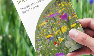 Free Wildflower Seeds For Spring 2025 Planting